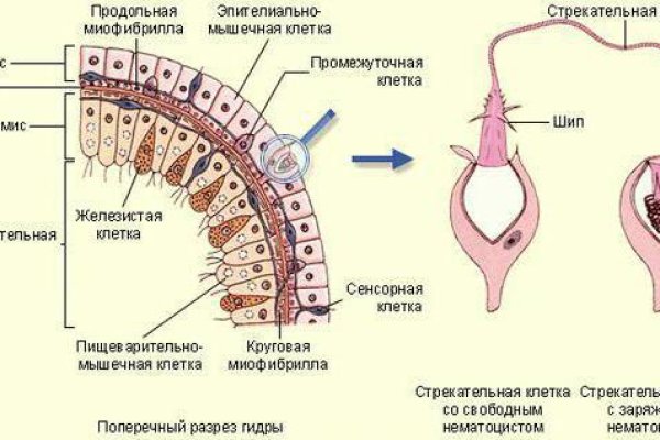 Kraken onion сайта